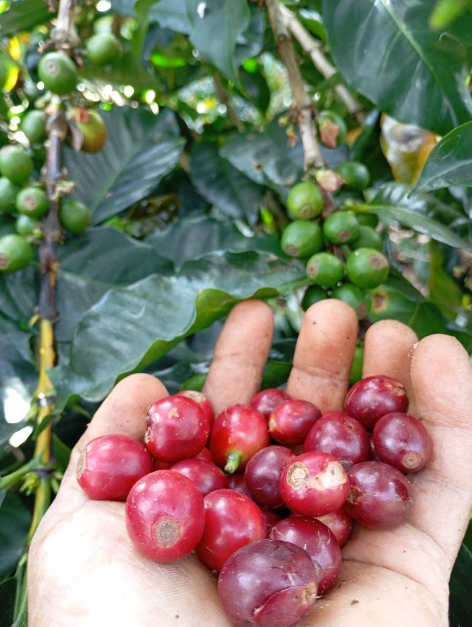 Mano de un recolector mostrando cerezas de café en su punto de maduración