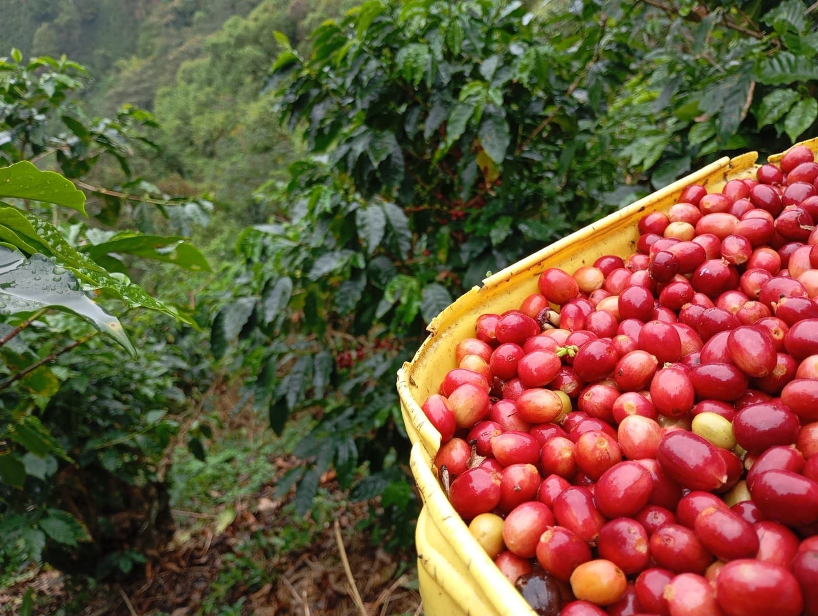 Cafetal en las montañas del Huila, con canasta de cerezas de café recién recolectadas